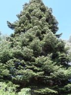 abies nordmanniana